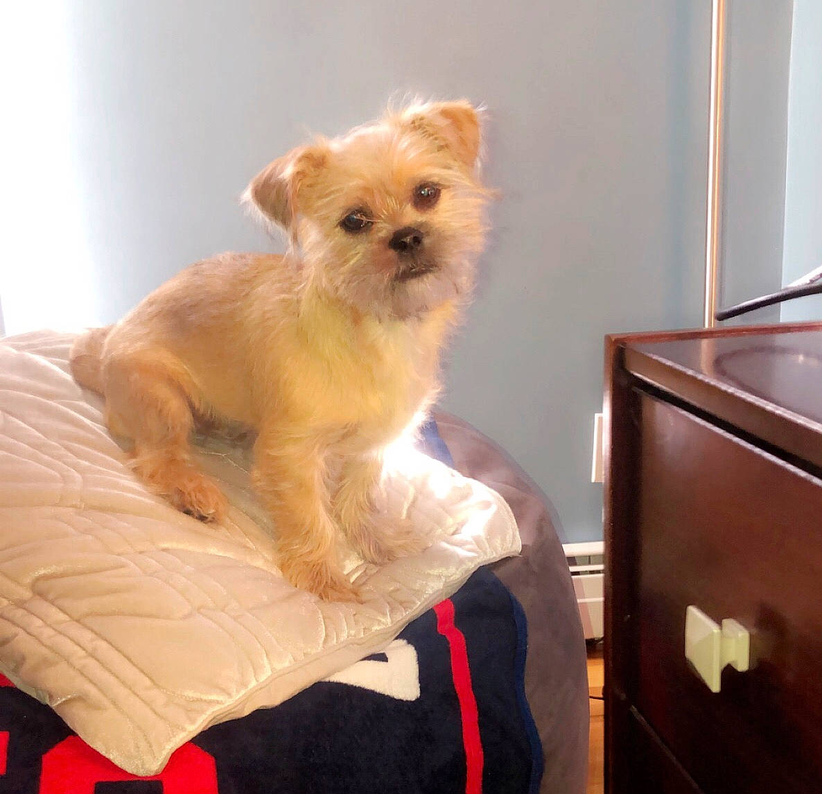 Booboo is registered to the contest to win money with this photo: canidae, carnivore, comfort, companion_dog, dog, dog_breed, dog_supply, fawn, fur, linens, non_sporting_group, small_terrier, snout, sporting_group, tail, terrestrial_animal, terrier, toy_dog, working_animal