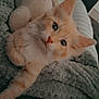 cat, orange_tabby, kitten, pet, plush_toy, blanket, furry, cute, indoor, cozy, relaxed, whiskers, ears, fur, closeup, animal, sleeping_area, soft, comfort, curious