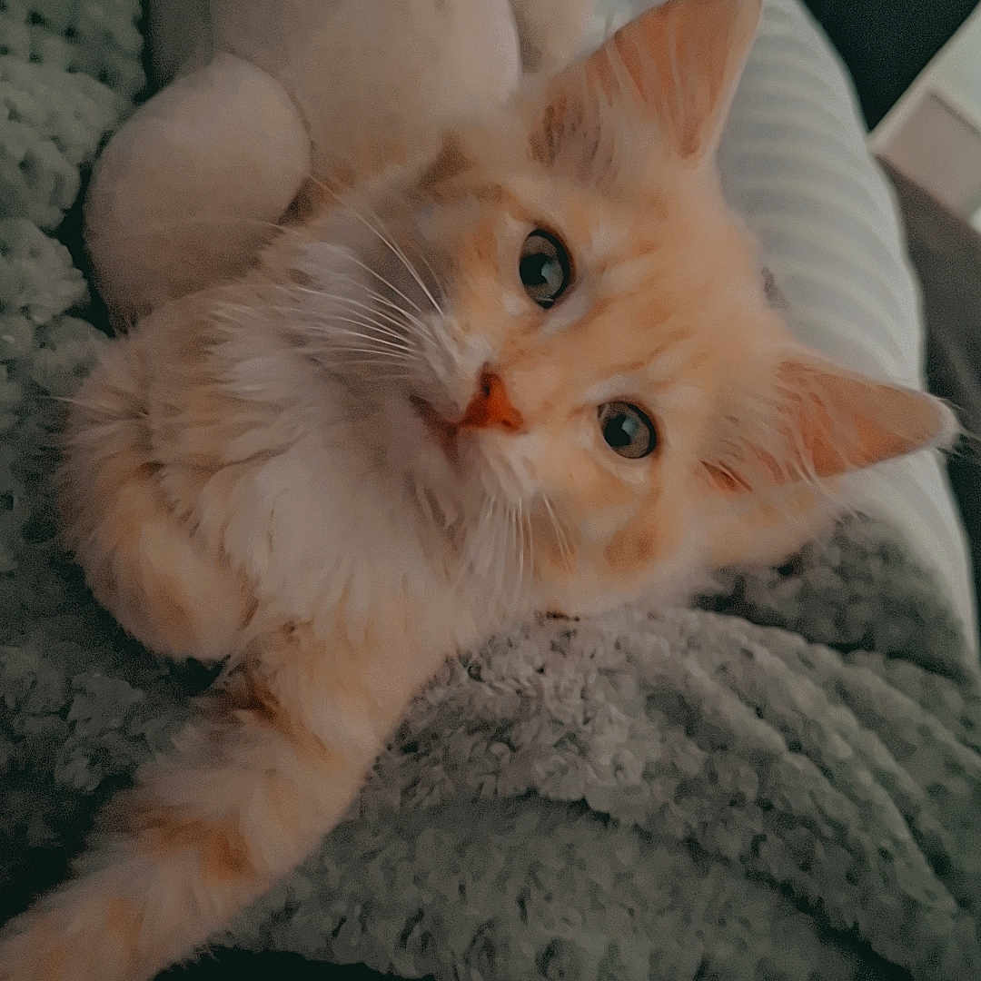 Vénus a rejoint le concours — aidez-le/la à gagner de superbes lots ! animal, blanket, cat, closeup, comfort, cozy, curious, cute, ears, fur, furry, indoor, kitten, orange_tabby, pet, plush_toy, relaxed, sleeping_area, soft, whiskers