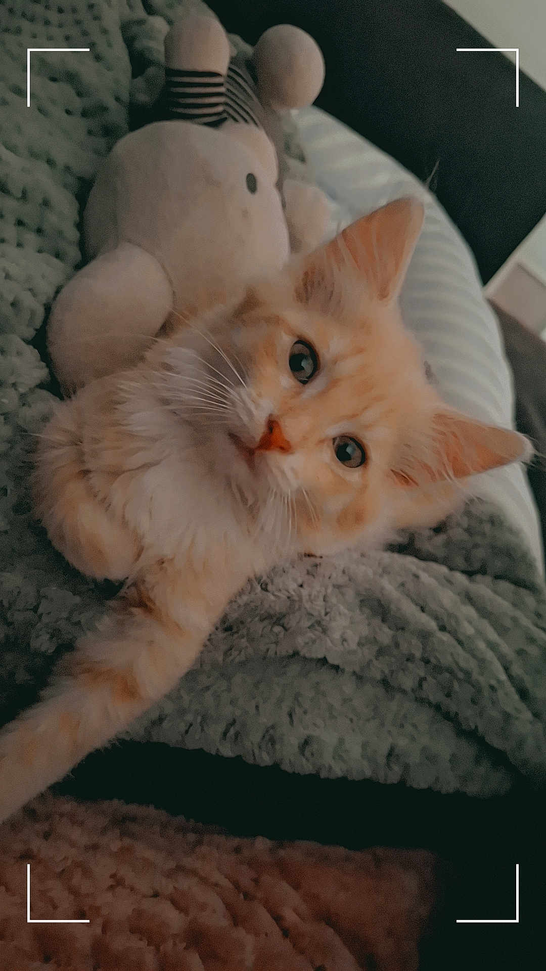 Vénus