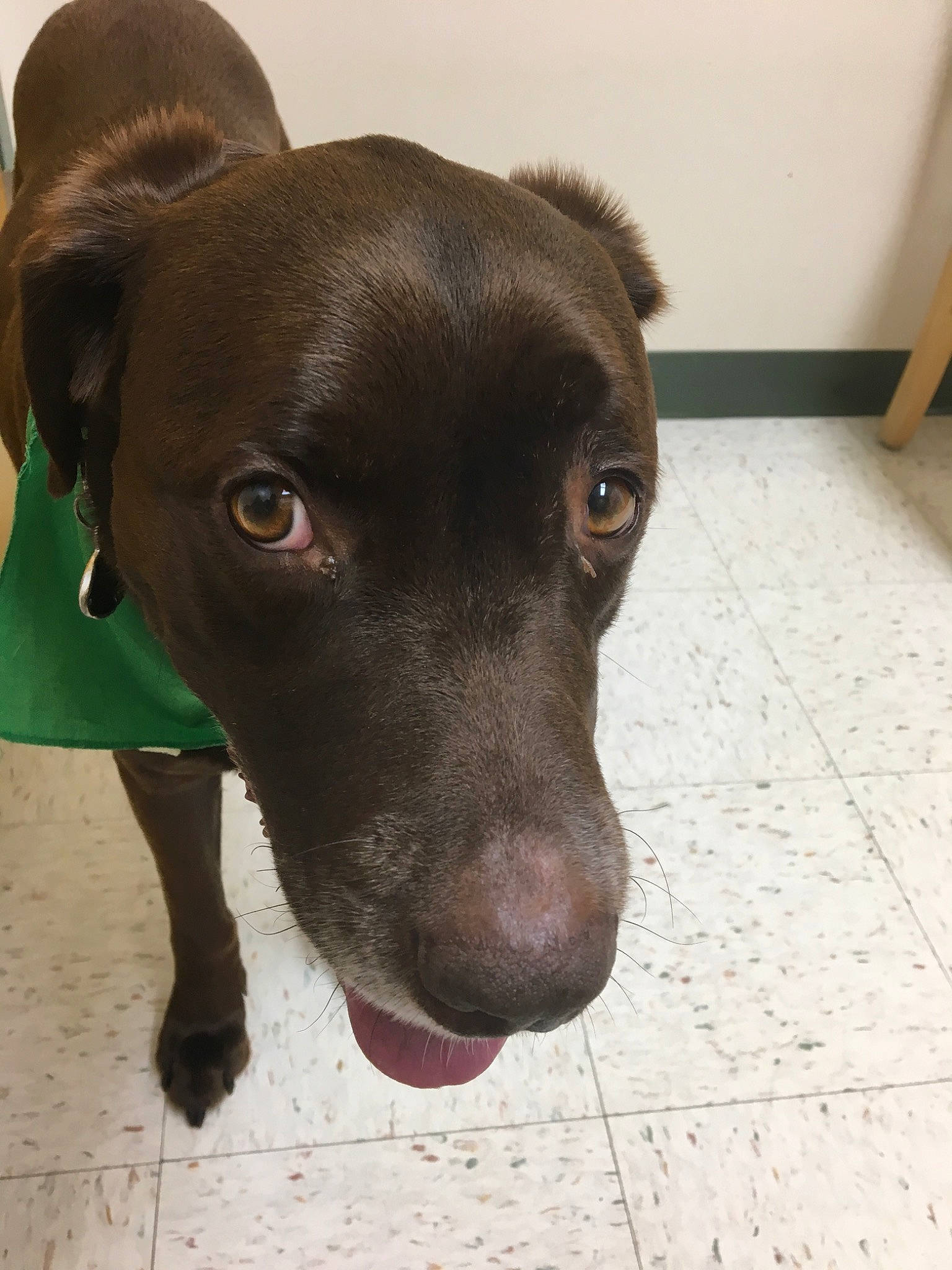 Huck joined the competition — help win amazing prizes! beagador, blue_lacy, borador, canidae, carnivore, dog, dog_breed, fawn, labrador_retriever, liver, mammal, nose, patterdale_terrier, potcake_dog, rare_breed_dog, retriever, snout, sporting_group, street_dog, vertebrate