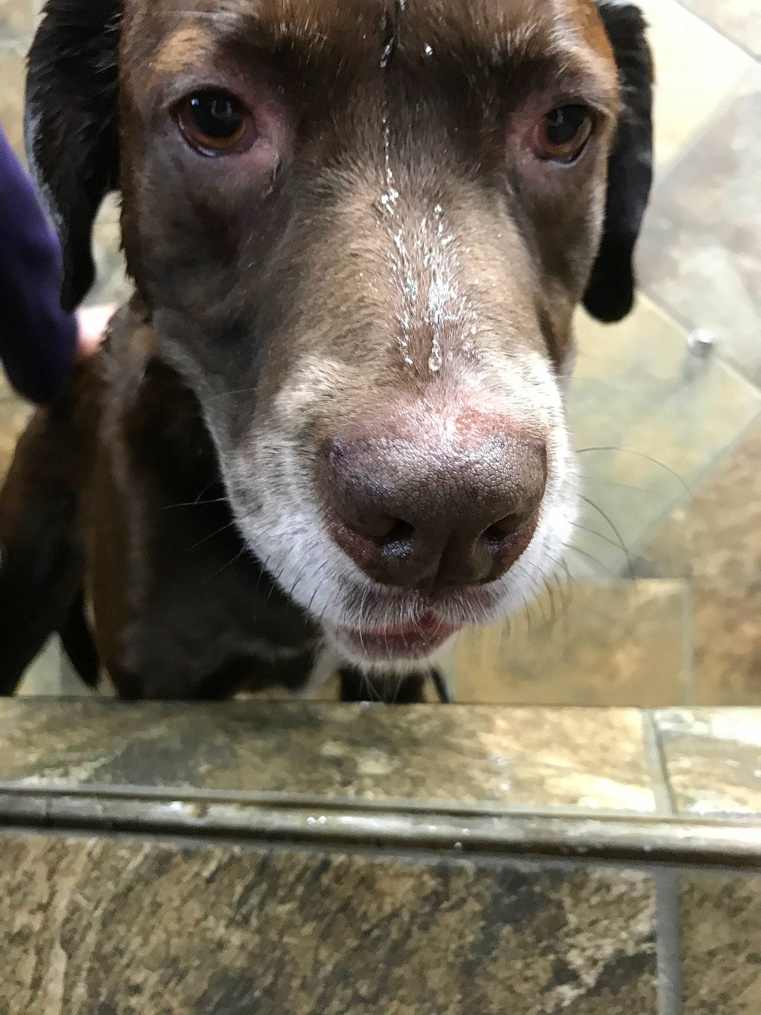 Huck is registered to the contest to win money with this photo: canidae, carnivore, dog, dog_breed, ear, eye, german_shorthaired_pointer, hunting_dog, labrador_retriever, liver, mammal, nose, pointer, pointing_breed, retriever, snout, sporting_group, street_dog, vertebrate, whiskers