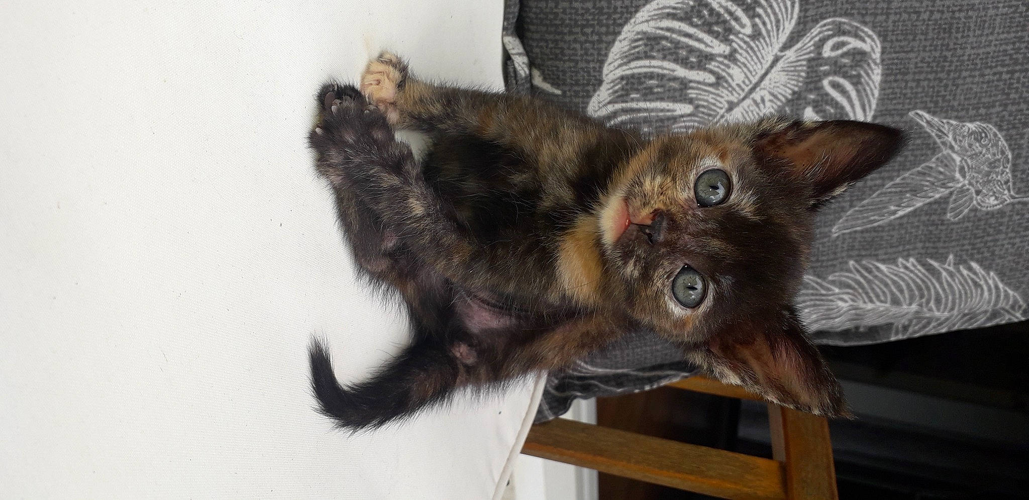 Orion a rejoint le concours — aidez-le/la à gagner de superbes lots ! carnivore, cat, claw, dog_breed, domestic_short_haired_cat, fang, felidae, fur, paw, small_to_medium_sized_cats, tail, terrestrial_animal, whiskers