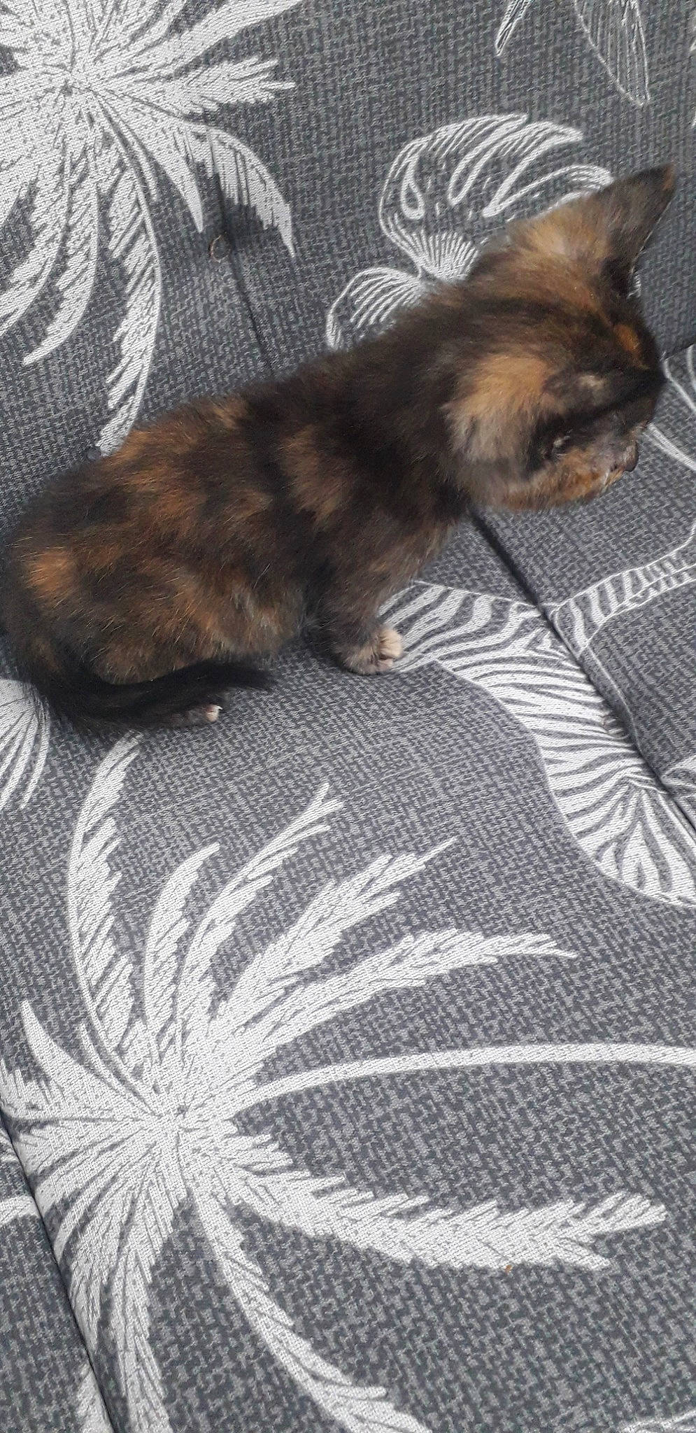 Orion participe au concours pour gagner de l'argent avec cette photo : black, brown, carnivore, cat, comfort, companion_dog, dog_breed, domestic_short_haired_cat, fawn, felidae, flooring, fur, grey, linens, pattern, paw, small_to_medium_sized_cats, tail, textile, whiskers