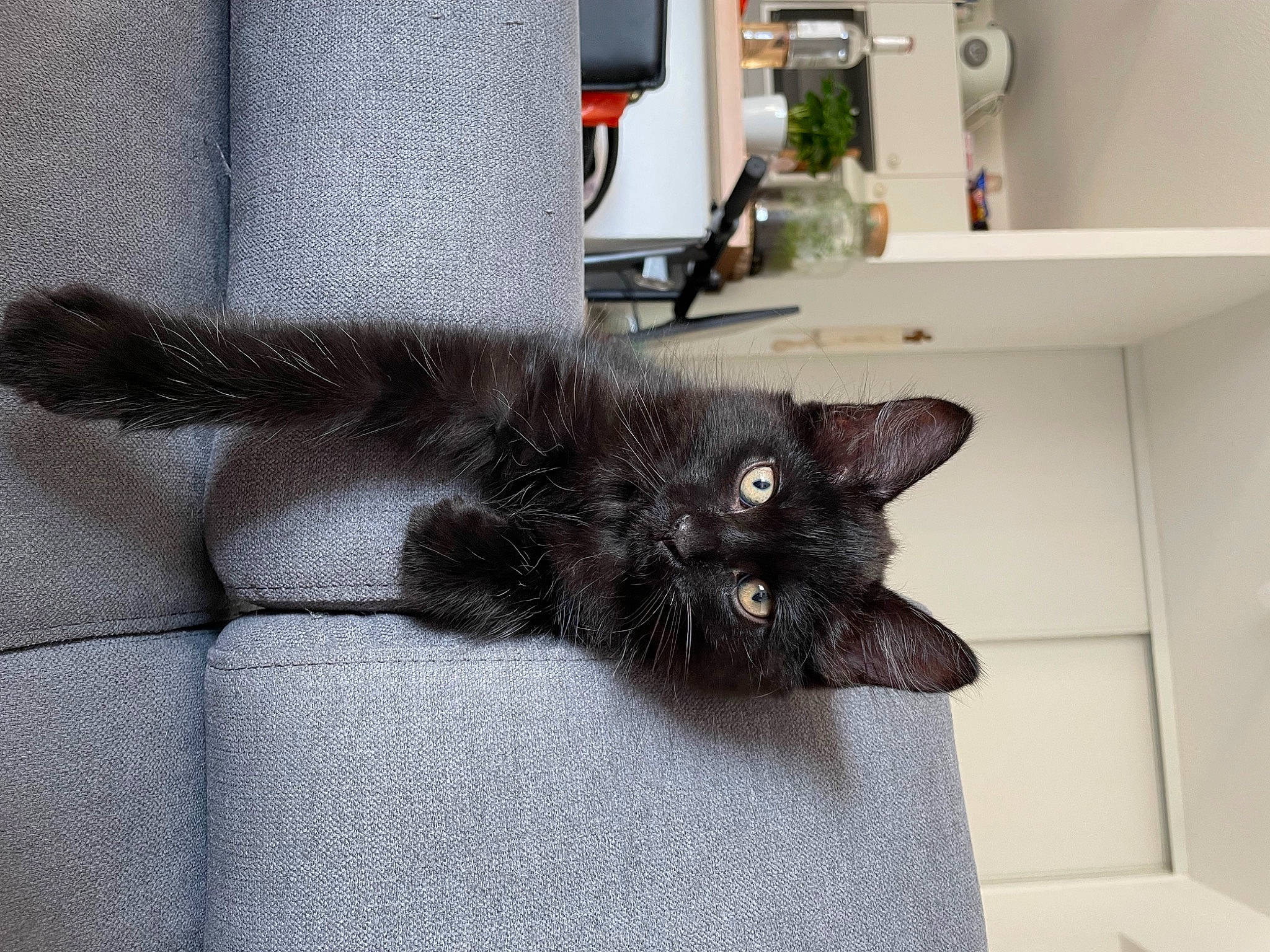 Salem participe au concours pour gagner de l'argent avec cette photo : black_cat, bombay, carnivore, cat, claw, comfort, couch, domestic_short_haired_cat, felidae, floor, flooring, fur, grey, hardwood, plant, room, small_to_medium_sized_cats, tail, whiskers