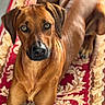 animal, brown_dog, canine, carpet, close_up, dog, domestic_animal, ears, eyes, fur, household, indoor, looking_at_camera, lying_down, mammal, pet, portrait, relaxed, rug, snout