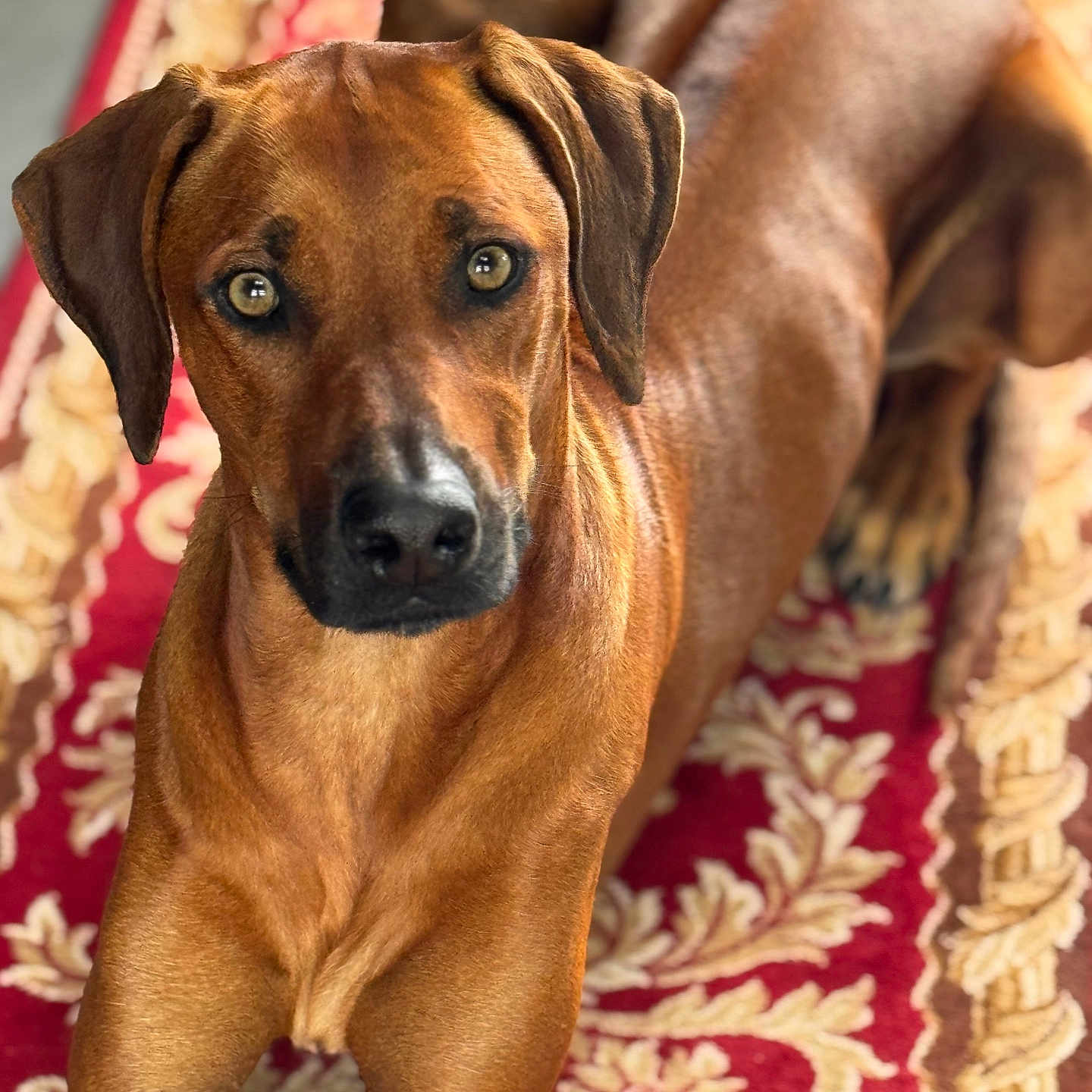 Unik participe au concours pour gagner de l'argent avec cette photo : animal, brown_dog, canine, carpet, close_up, dog, domestic_animal, ears, eyes, fur, household, indoor, looking_at_camera, lying_down, mammal, pet, portrait, relaxed, rug, snout