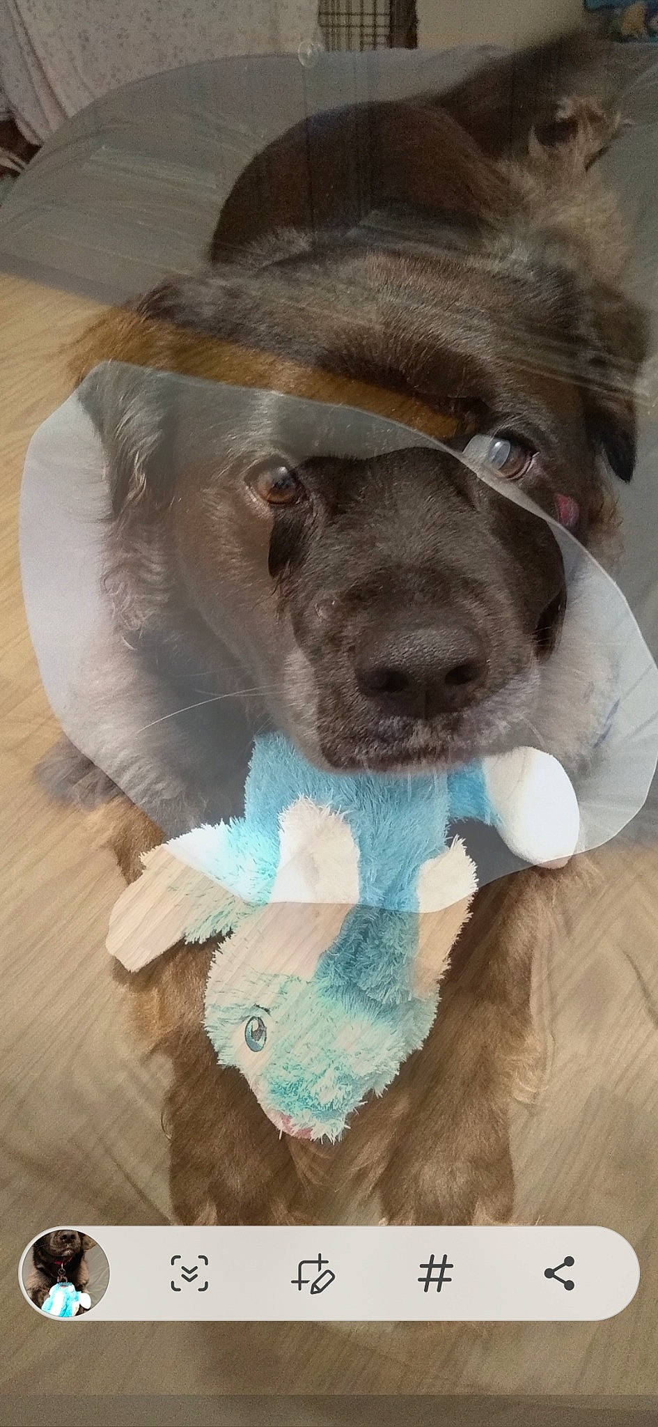 Wimston is registered to the contest to win money with this photo: canidae, carnivore, companion_dog, dog, dog_breed, dog_supply, fawn, fur, gesture, liver, paw, pet_supply, selfie, snout, sporting_group, stuffed_toy, tail, toy, whiskers, working_animal