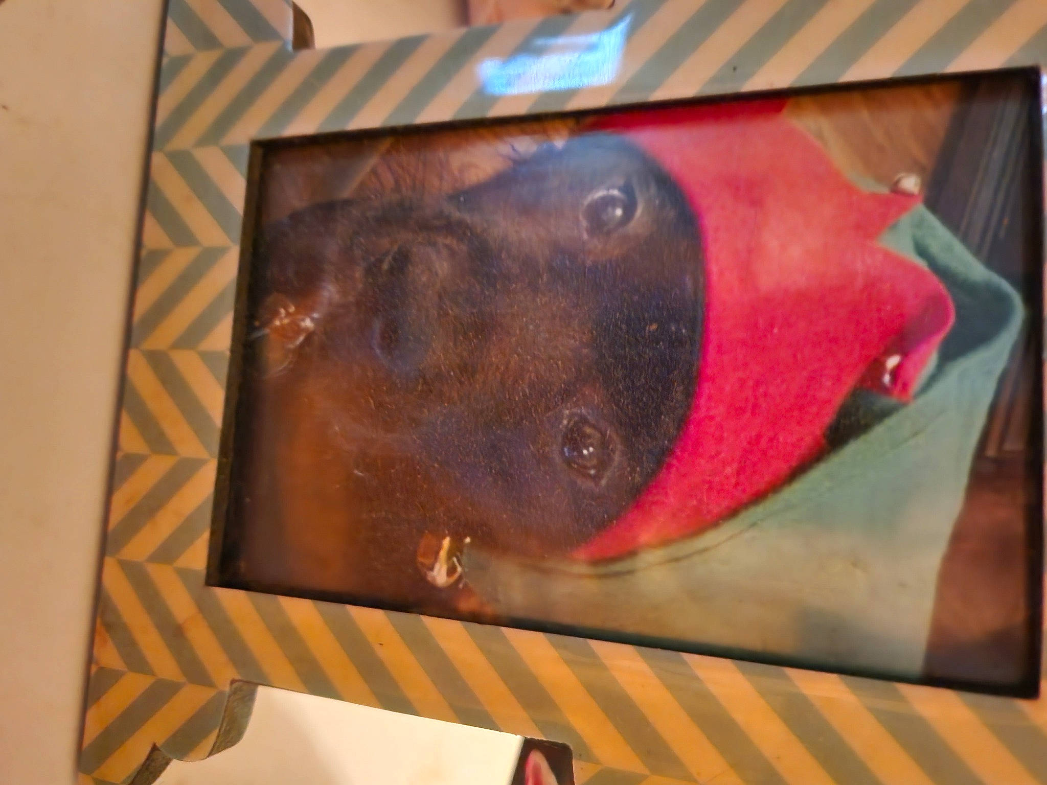 Winston is registered to the contest to win money with this photo: acrylic_paint, art, artist, ceiling, dog, fish, flooring, glass, hardwood, liver, modern_art, mural, paint, painting, pattern, room, visual_arts, watercolor_paint, wood, wood_stain