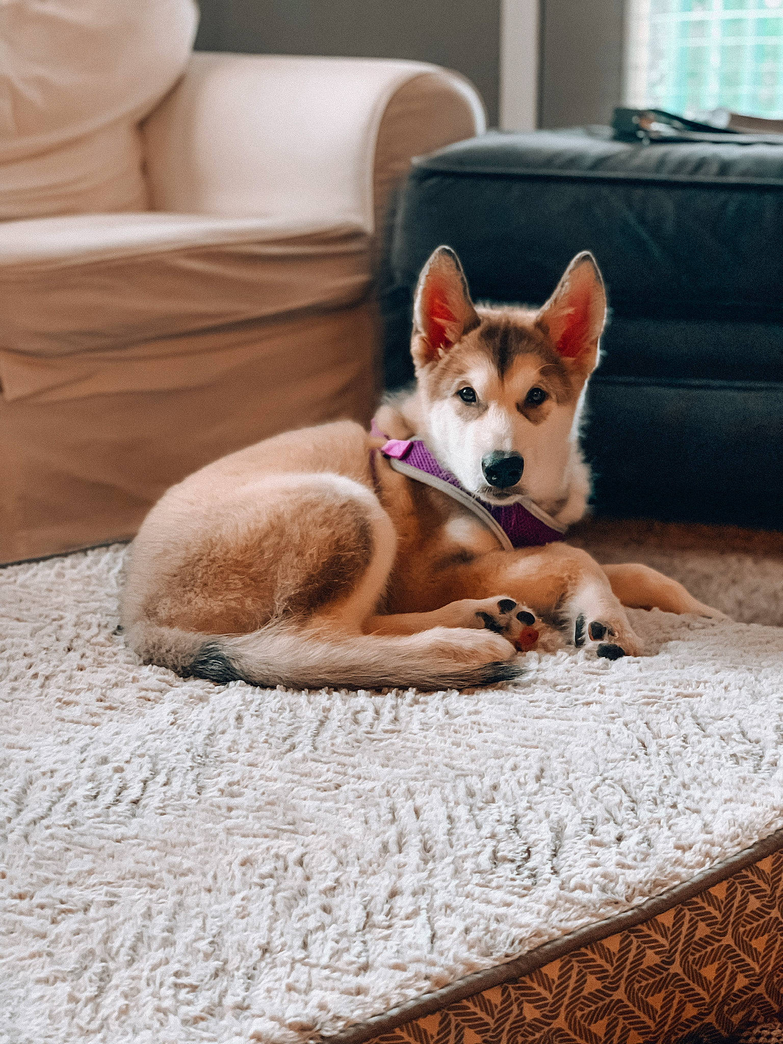 Maverick is registered to the contest to win money with this photo: bed, canaan_dog, canidae, carnivore, carolina_dog, companion_dog, couch, dog, dog_breed, fawn, mammal, non_sporting_group, norwegian_lundehund, pembroke_welsh_corgi, shiba_inu, siberian_husky, tamaskan_dog, vertebrate, wolfdog