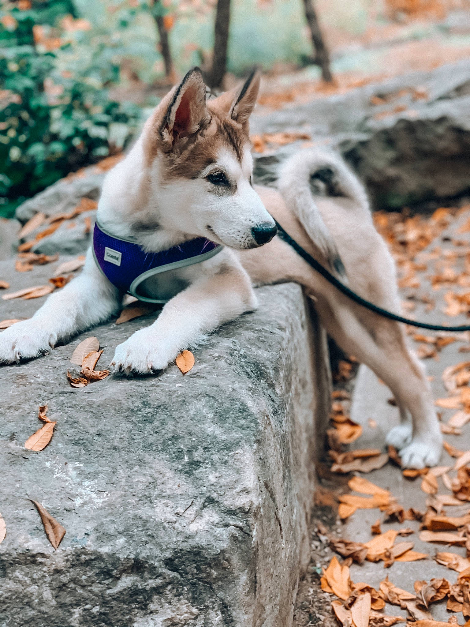 Maverick is registered to the contest to win money with this photo: canidae, canis, carnivore, dog, dog_breed, east_siberian_laika, leaf, mammal, native_american_indian_dog, northern_inuit_dog, norwegian_lundehund, rare_breed_dog, saarloos_wolfdog, seppala_siberian_sleddog, siberian_husky, sled_dog, tamaskan_dog, tree, wolfdog, working_dog