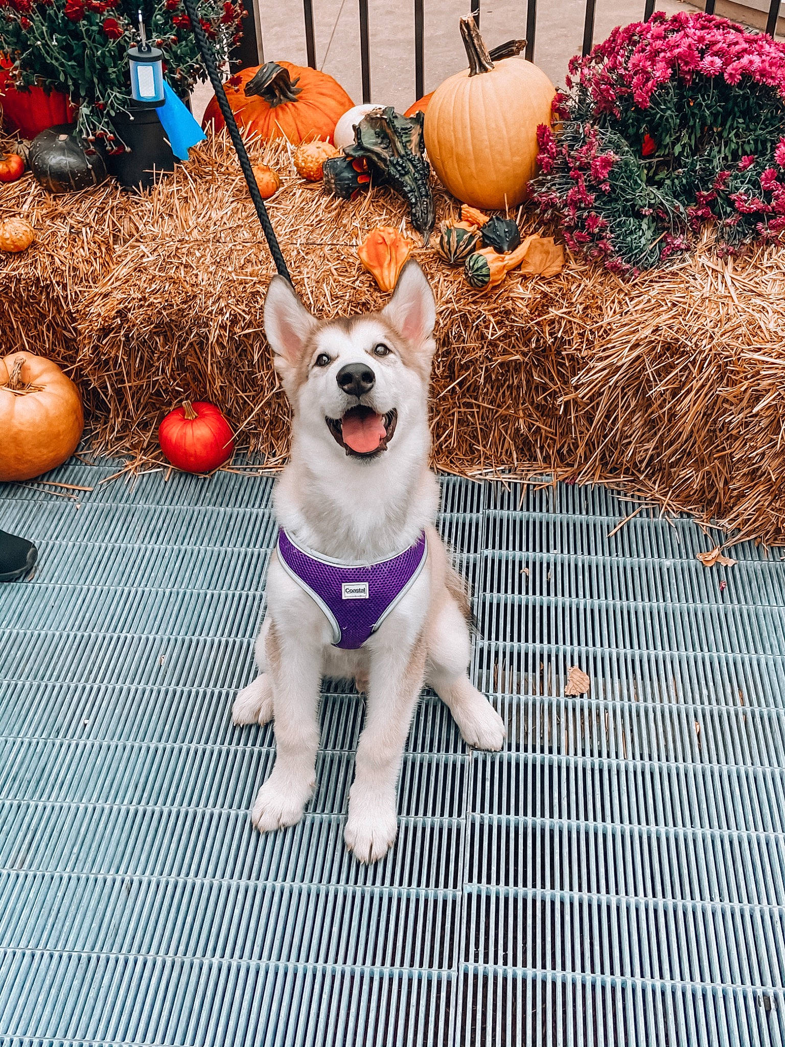 Maverick is registered to the contest to win money with this photo: canidae, carnivore, companion_dog, dog, dog_breed, eyewear, fawn, glasses, leash, mammal, pembroke_welsh_corgi, plant, puppy, rat_terrier, sidewalk, sporting_group, tail, toy_dog, welsh_corgi