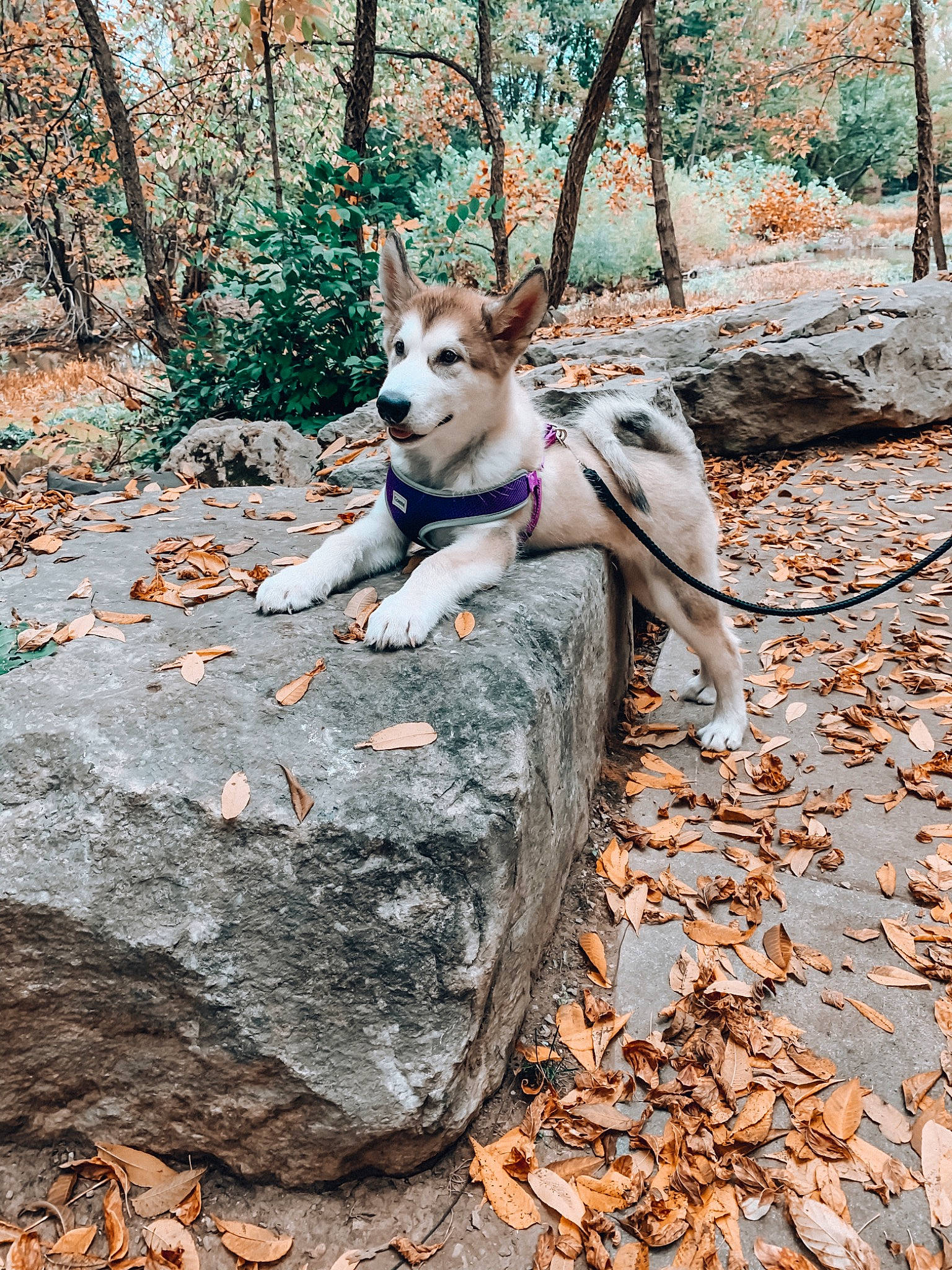 Maverick joined the competition — help win amazing prizes! adventure, autumn, canidae, canis, carnivore, dog, dog_breed, dog_hiking, fawn, leaf, mammal, native_american_indian_dog, northern_inuit_dog, norwegian_lundehund, rock, siberian_husky, sled_dog, tree, wolfdog, working_dog