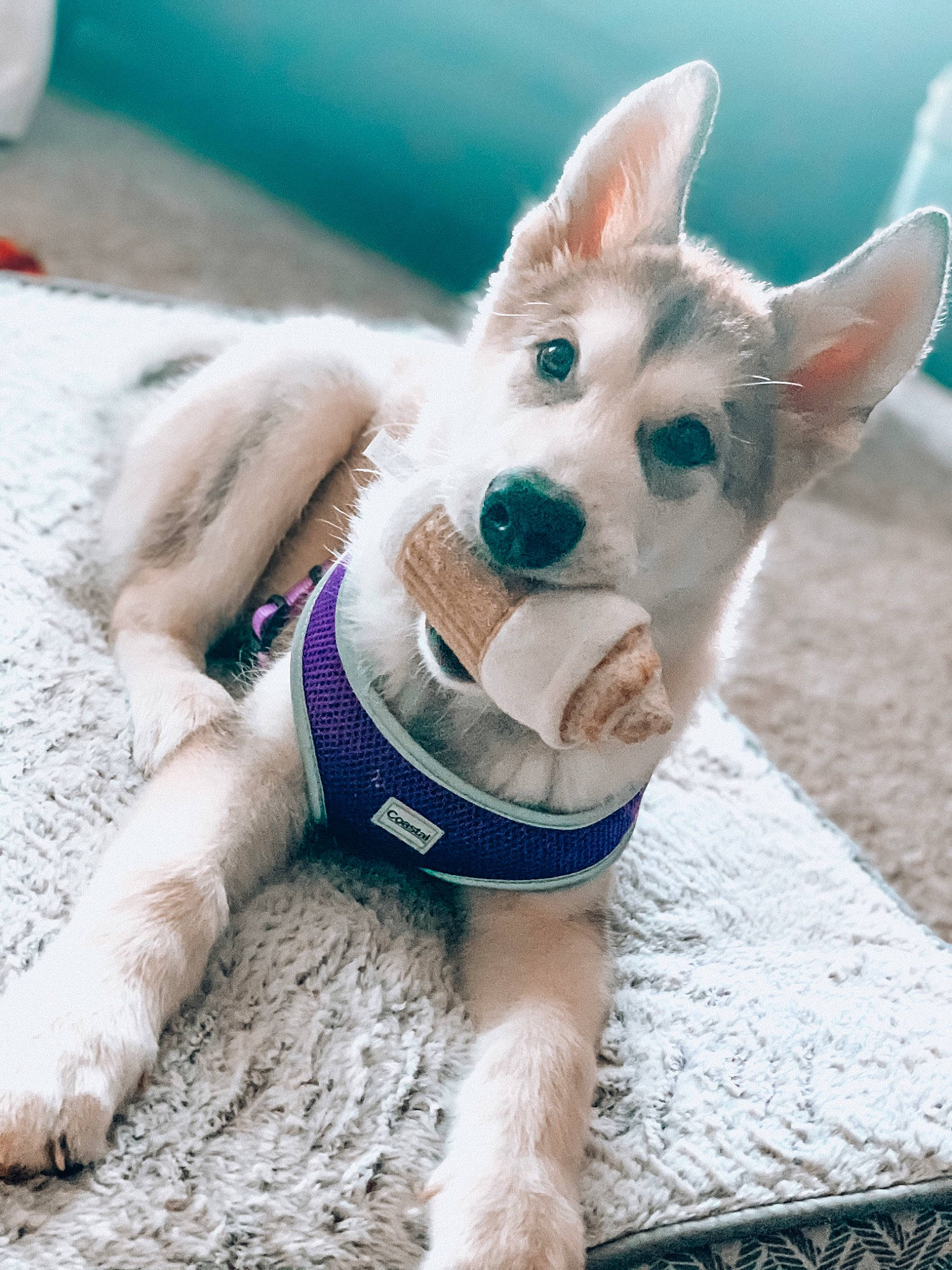 Maverick is registered to the contest to win money with this photo: alaskan_klee_kai, canidae, carnivore, costume, dog, dog_breed, ear, mammal, northern_inuit_dog, rare_breed_dog, siberian_husky, vertebrate, white_shepherd, wolfdog