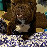 Moose joined the competition — help win amazing prizes! animal, blanket, brown_dog, canine, close_up, companion, curious, cute, dog, dog_bed, domestic, floor, fur, indoor, patterned_blanket, paw, pet, resting, snout, white_patch