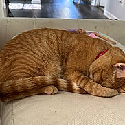 Kori joined the competition — help win amazing prizes! cat, ginger_cat, sleeping, couch, indoor, pet, fur, paw, collar, toy, doll, purple_hair, relaxing, cozy, furniture, household, resting, cute, domestic, animal