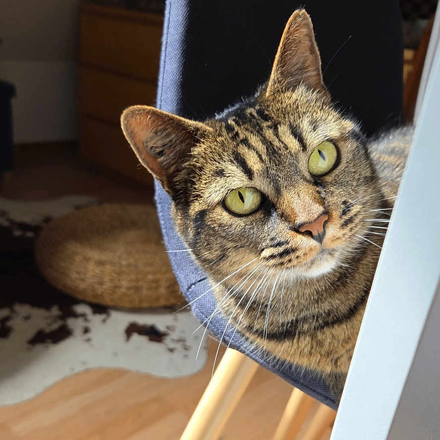 Tigzy participe au concours pour gagner de l'argent avec cette photo : cat, tabby, chair, wooden_floor, indoor, furniture, pet, animal, green_eyes, light, shadow, cozy, home, curious, striped_fur, background, floor, seat, peeking, domestic_cat