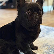Boss is registered to the contest to win money with this photo: dog, french_bulldog, black_dog, pet, indoor, carpet, floor, animal, cute, sitting, close_up, portrait, domestic_animal, mammal, paw, ear, snout, eyes, fur, companion