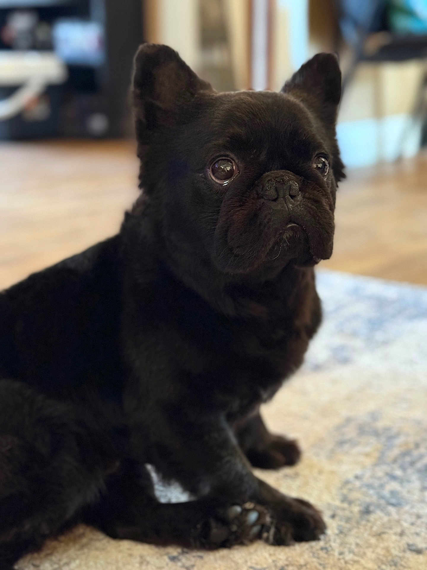 Boss is registered to the contest to win money with this photo: dog, french_bulldog, black_dog, pet, indoor, carpet, floor, animal, cute, sitting, close_up, portrait, domestic_animal, mammal, paw, ear, snout, eyes, fur, companion