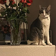 Socks is registered to the contest to win money with this photo: cat, rose, flower, vase, plant, indoor, furniture, photo_frame, portrait, pet, animal, gray_cat, white_cat, sitting, still_life, home_decor, wall, table, leaf, collar