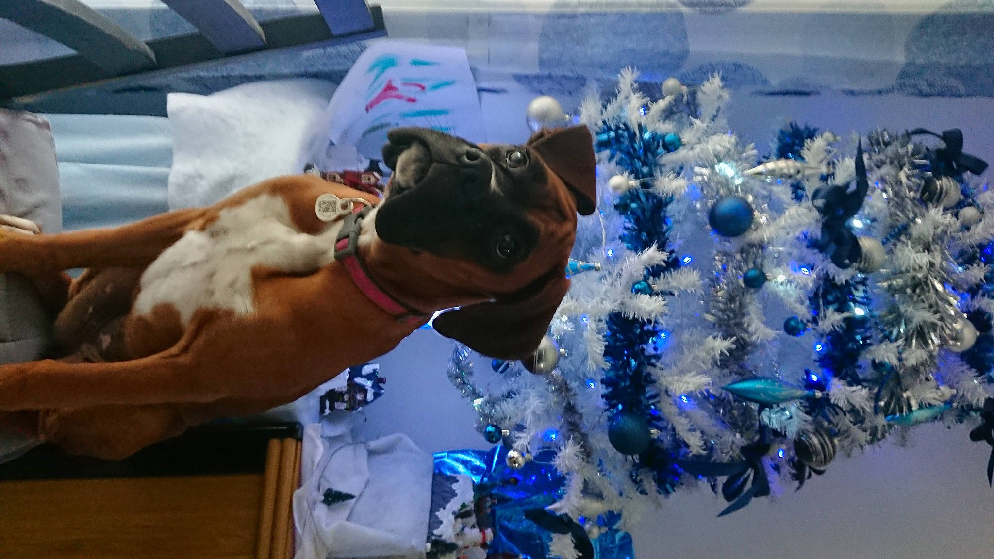 Rayah a rejoint le concours — aidez-le/la à gagner de superbes lots ! canidae, carnivore, christmas, christmas_decoration, christmas_eve, christmas_lights, christmas_ornament, christmas_tree, collar, companion_dog, dog, dog_breed, dog_collar, dog_supply, fawn, holiday, holiday_ornament, pet_supply, snout, sporting_group