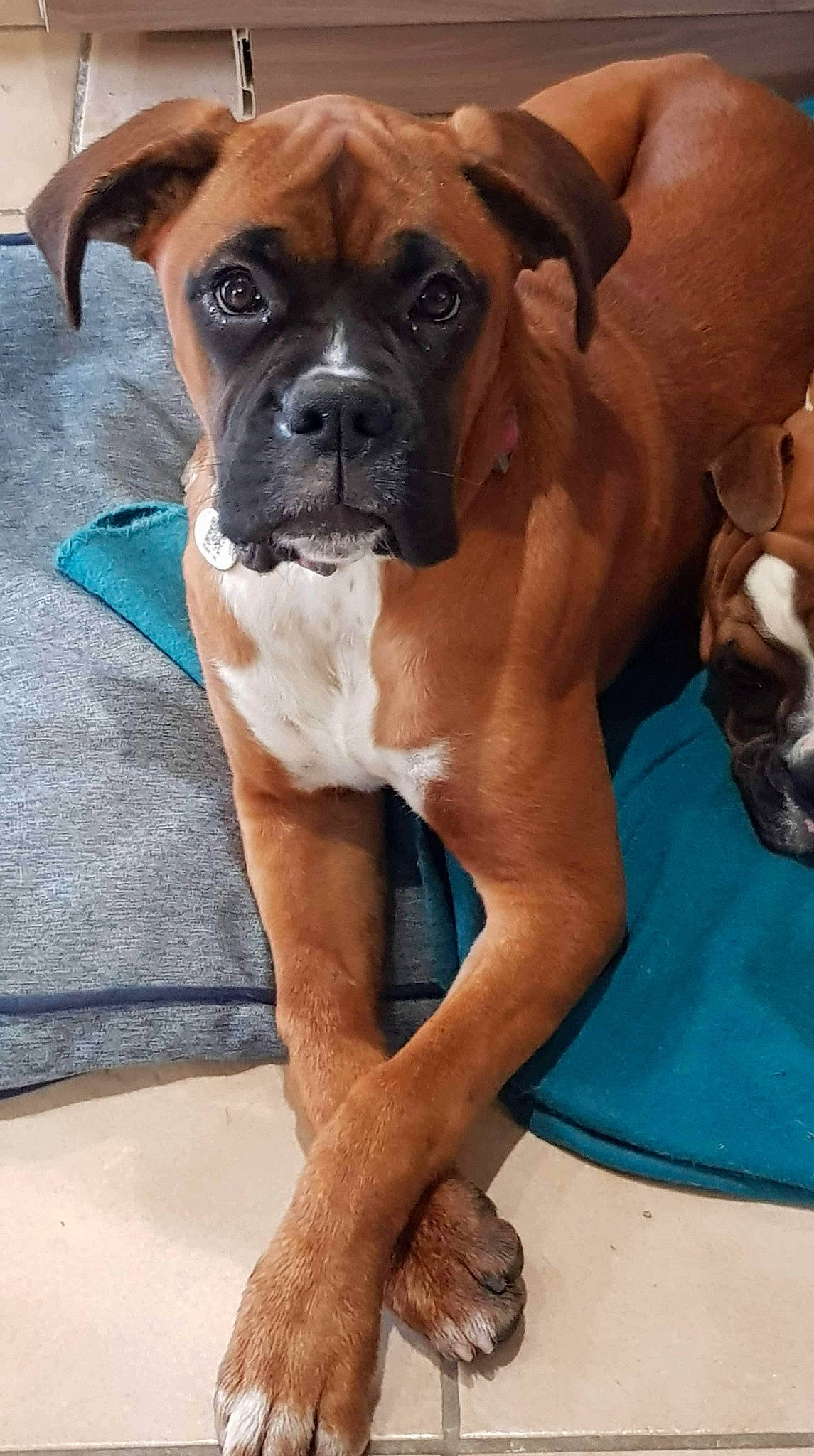 Rayah participe au concours pour gagner de l'argent avec cette photo : boxer, canidae, carnivore, companion_dog, dog, dog_breed, fawn, guard_dog, liver, molosser, old_english_bulldog, pet_supply, skin, snout, sweater, tan, whiskers, working_animal, working_dog, wrinkle