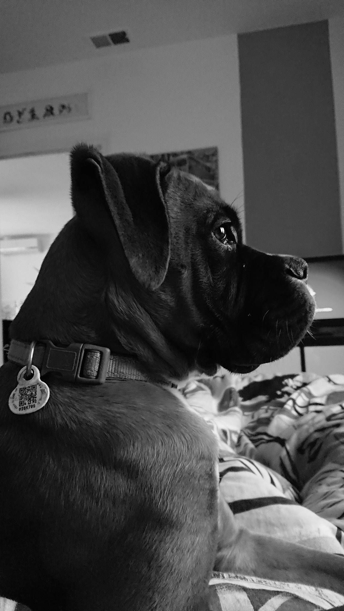 Rayah participe au concours pour gagner de l'argent avec cette photo : canidae, carnivore, collar, companion_dog, dog, dog_breed, dog_collar, dog_supply, leash, pet_supply, snout, sporting_group, strap, whiskers, working_animal, working_dog