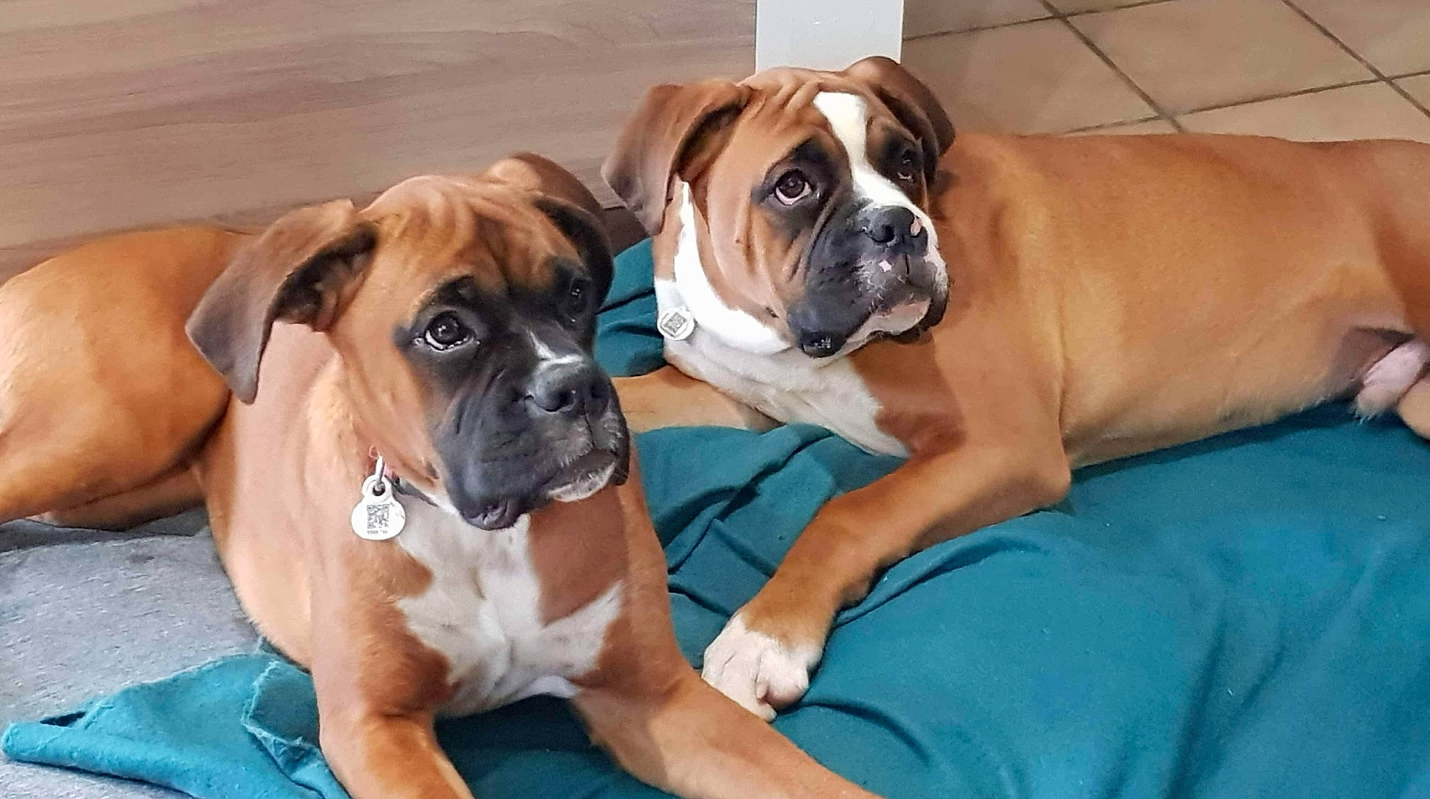 Rayah a rejoint le concours — aidez-le/la à gagner de superbes lots ! boxer, canidae, carnivore, companion_dog, dog, dog_breed, fawn, mammal, non_sporting_group, old_english_bulldog, pet_supply, skin, snout, sporting_group, tan, whiskers, working_animal, working_dog, wrinkle