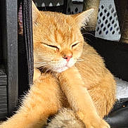 Mason joined the competition — help win amazing prizes! animal, cat, close_up, cozy, cute, domestic_cat, feline, furry, ginger_cat, indoor, mesh_enclosure, nap, paws, pet, relaxed, resting, sleeping, soft, sunlight, whiskers