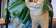 Mason is registered to the contest to win money with this photo: cat, closeup, curious, cute, domestic_cat, ears, feline, fur, green_leaf, houseplant, indoor, looking, orange_tabby, pet, plant_leaf, plant_pot, shelf, table, whiskers, wood_floor