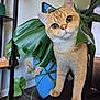 cat, closeup, curious, cute, domestic_cat, ears, feline, fur, green_leaf, houseplant, indoor, looking, orange_tabby, pet, plant_leaf, plant_pot, shelf, table, whiskers, wood_floor