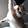 Mason joined the competition — help win amazing prizes! animal, cat, closeup, curious, cute, domestic, feline, fluffy, furry, indoor, kitten, light, mammal, paw, pet, playful, soft, whiskers, window, young