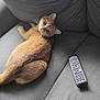 Mason is registered to the contest to win money with this photo: animal, cat, companion, couch, cozy, cute, domestic_animal, feline, fur, ginger_cat, gray_couch, home, indoor, living_room, looking_back, pet, relaxing, remote_control, resting, whiskers