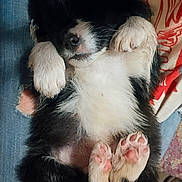 Patty joined the competition — help win amazing prizes! adorable, animal, black_and_white, cozy, cute, denim, dog, fabric, fur, indoor, lying_down, mammal, paw_pads, pet, pink_paws, puppy, relaxed, resting, sleeping, small_dog