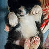 adorable, animal, black_and_white, cozy, cute, denim, dog, fabric, fur, indoor, lying_down, mammal, paw_pads, pet, pink_paws, puppy, relaxed, resting, sleeping, small_dog