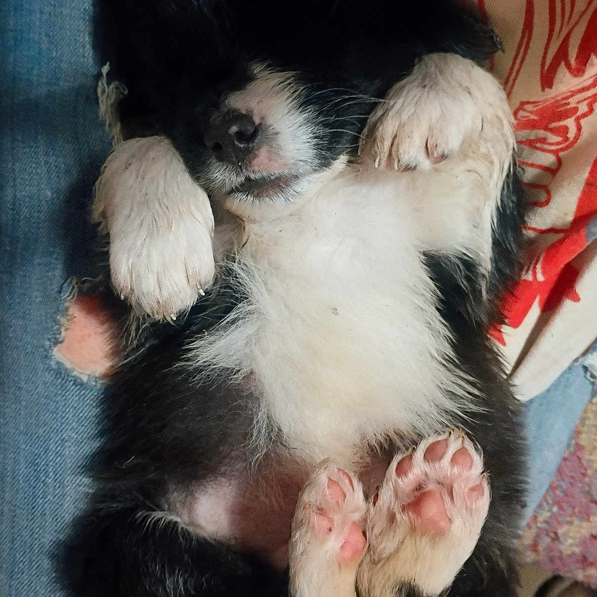 Patty joined the competition — help win amazing prizes! adorable, animal, black_and_white, cozy, cute, denim, dog, fabric, fur, indoor, lying_down, mammal, paw_pads, pet, pink_paws, puppy, relaxed, resting, sleeping, small_dog