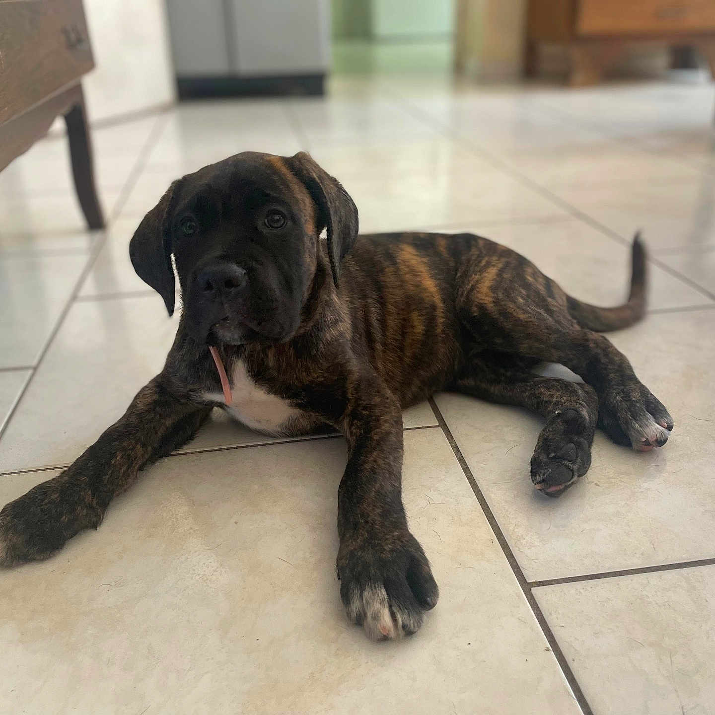 Blondeau a rejoint le concours — aidez-le/la à gagner de superbes lots ! animal, boxer, bulldog, canine, dog, dogbed, frenchbulldog, greatdane, hardwood, hound, indoors, interiordesign, labradorretriever, pet, pitbull, pointer, puppy, snout, stainedwood, wood