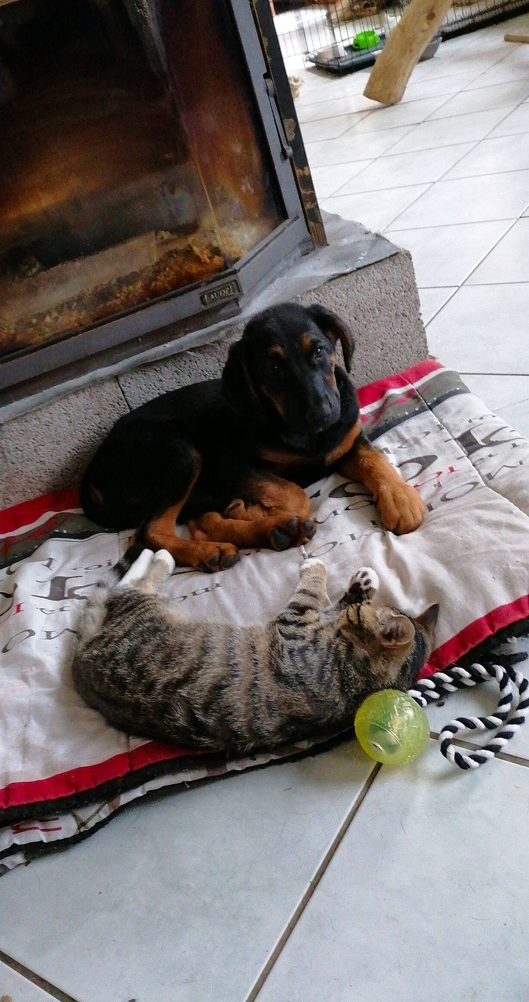 Jack a rejoint le concours — aidez-le/la à gagner de superbes lots ! canidae, carnivore, companion_dog, dog, dog_breed, puppy, sporting_group