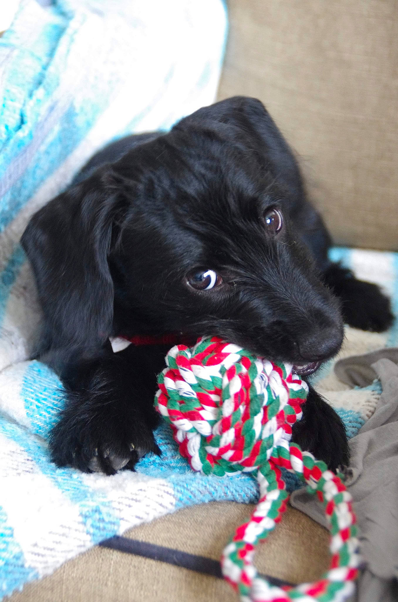 Pumba a rejoint le concours — aidez-le/la à gagner de superbes lots ! beagador, canidae, carnivore, cockapoo, dog, dog_breed, flat_coated_retriever, mammal, miniature_schnauzer, puppy, rare_breed_dog, schnoodle, sporting_group