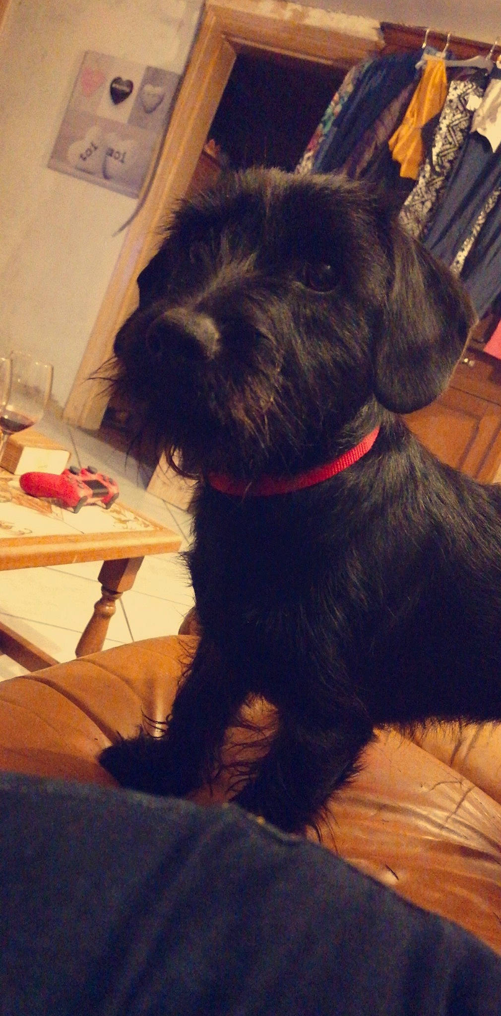 Pumba participe au concours pour gagner de l'argent avec cette photo : canidae, carnivore, companion_dog, dog, dog_breed, giant_schnauzer, mammal, miniature_schnauzer, puppy, schnauzer, schnoodle, small_terrier, snout, sporting_group, standard_schnauzer, terrier, vertebrate