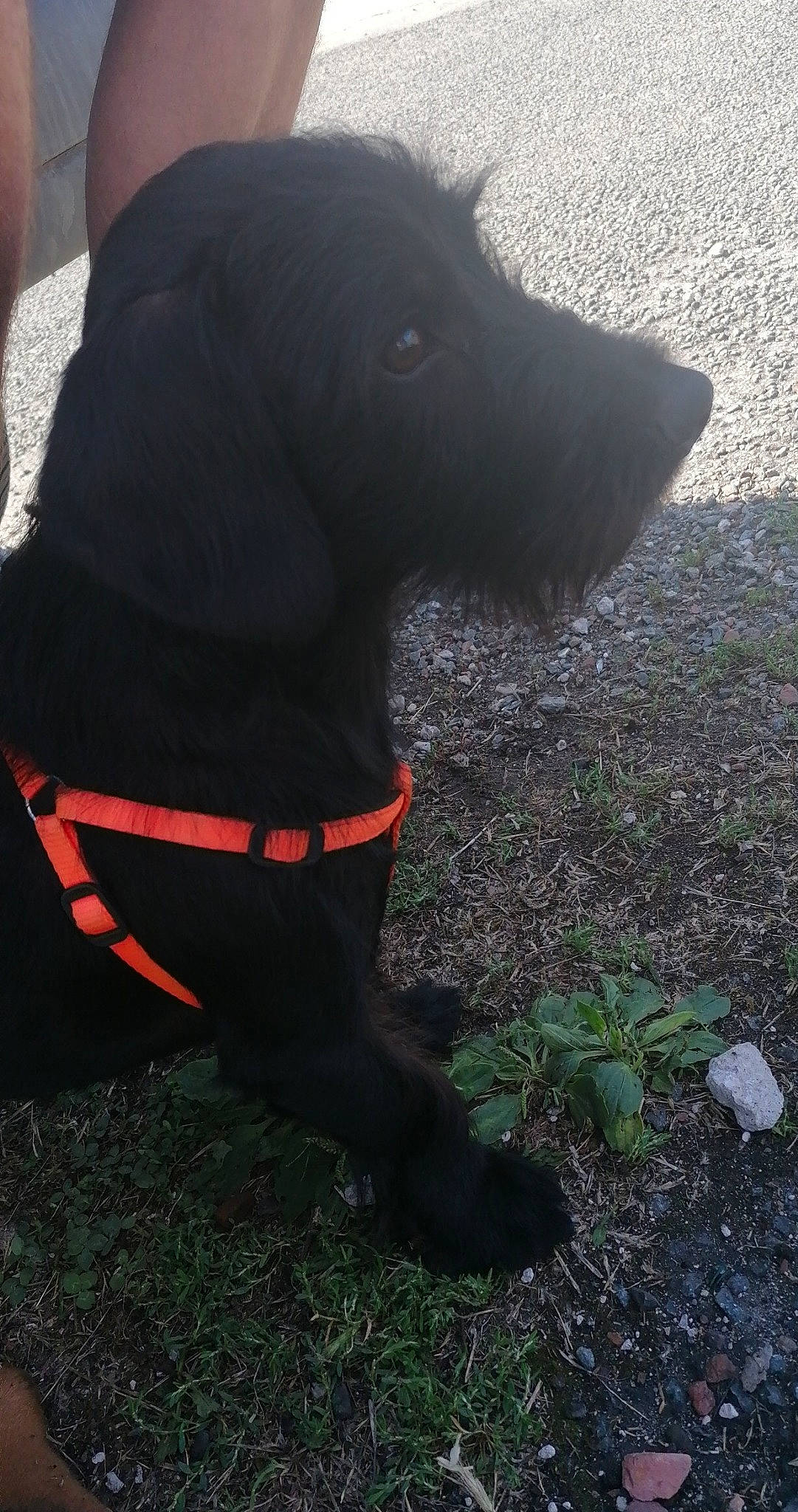 Pumba a rejoint le concours — aidez-le/la à gagner de superbes lots ! canidae, carnivore, dog, dog_breed, dog_collar, labrador_retriever, leash, non_sporting_group, patterdale_terrier, snout, sporting_group, tail