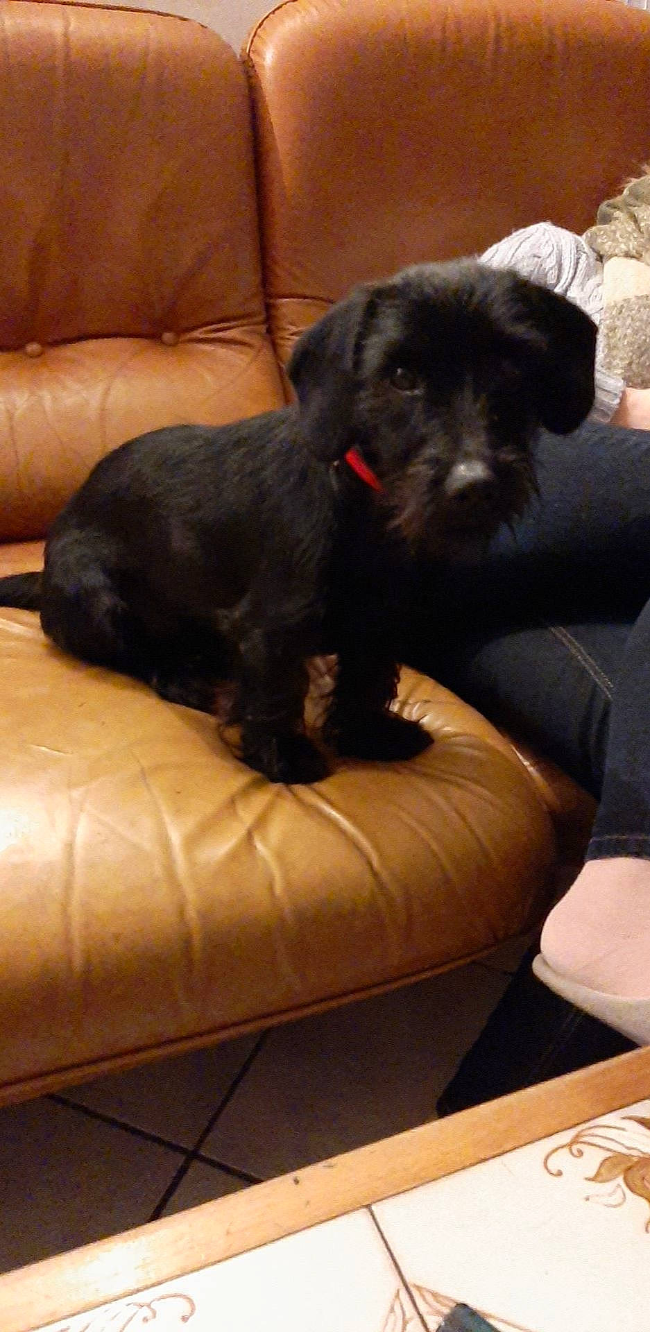 Pumba participe au concours pour gagner de l'argent avec cette photo : canidae, carnivore, cesky_terrier, companion_dog, dog, dog_breed, mammal, miniature_schnauzer, patterdale_terrier, puppy, schnauzer, schnoodle, scottish_terrier, sporting_group, standard_schnauzer, terrier, vertebrate