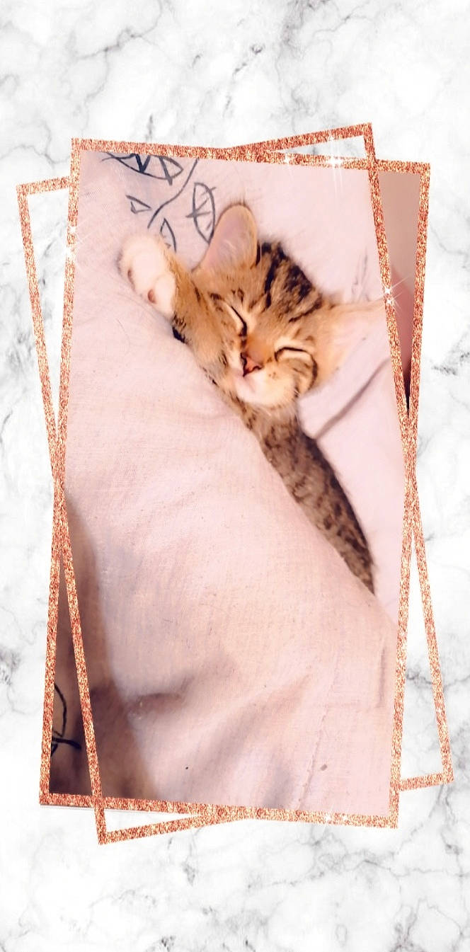 Simba participe au concours pour gagner de l'argent avec cette photo : carnivore, cat, fawn, felidae, fur, kitten, norwegian_forest_cat, small_to_medium_sized_cats, tabby_cat, whiskers