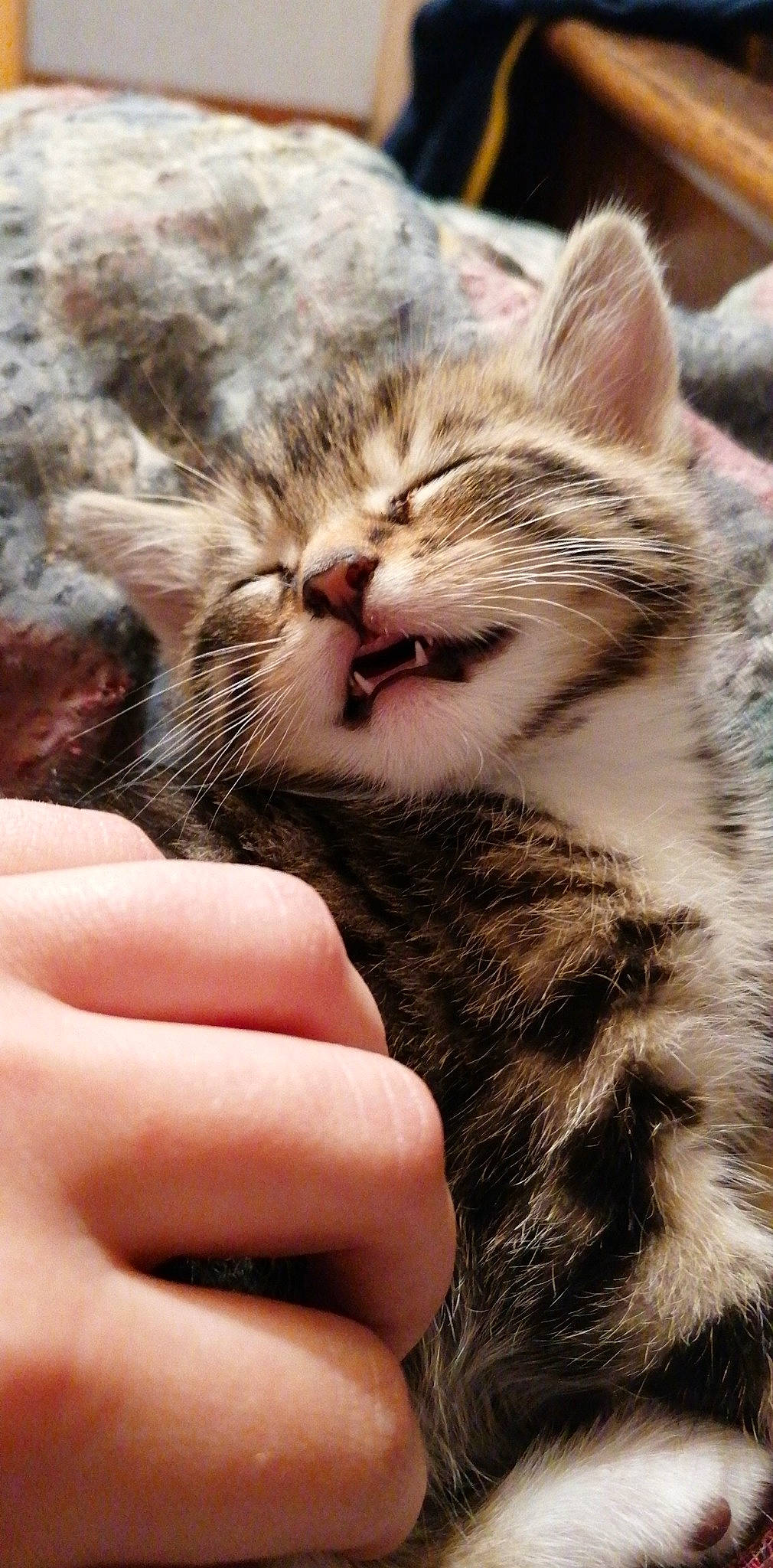 Simba participe au concours pour gagner de l'argent avec cette photo : aegean_cat, american_shorthair, american_wirehair, asian, california_spangled, carnivore, cat, claw, domestic_short_haired_cat, dragon_li, european_shorthair, felidae, fur, kitten, nose, pixie_bob, small_to_medium_sized_cats, snout, tabby_cat, whiskers