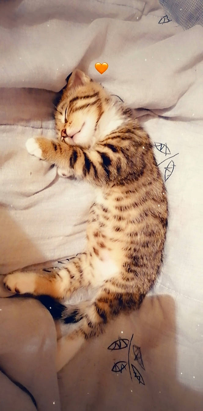 Simba participe au concours pour gagner de l'argent avec cette photo : american_shorthair, asian, bengal, carnivore, cat, domestic_short_haired_cat, dragon_li, egyptian_mau, european_shorthair, felidae, fur, kitten, mammal, rusty_spotted_cat, sleep, small_to_medium_sized_cats, sokoke, tabby_cat, whiskers