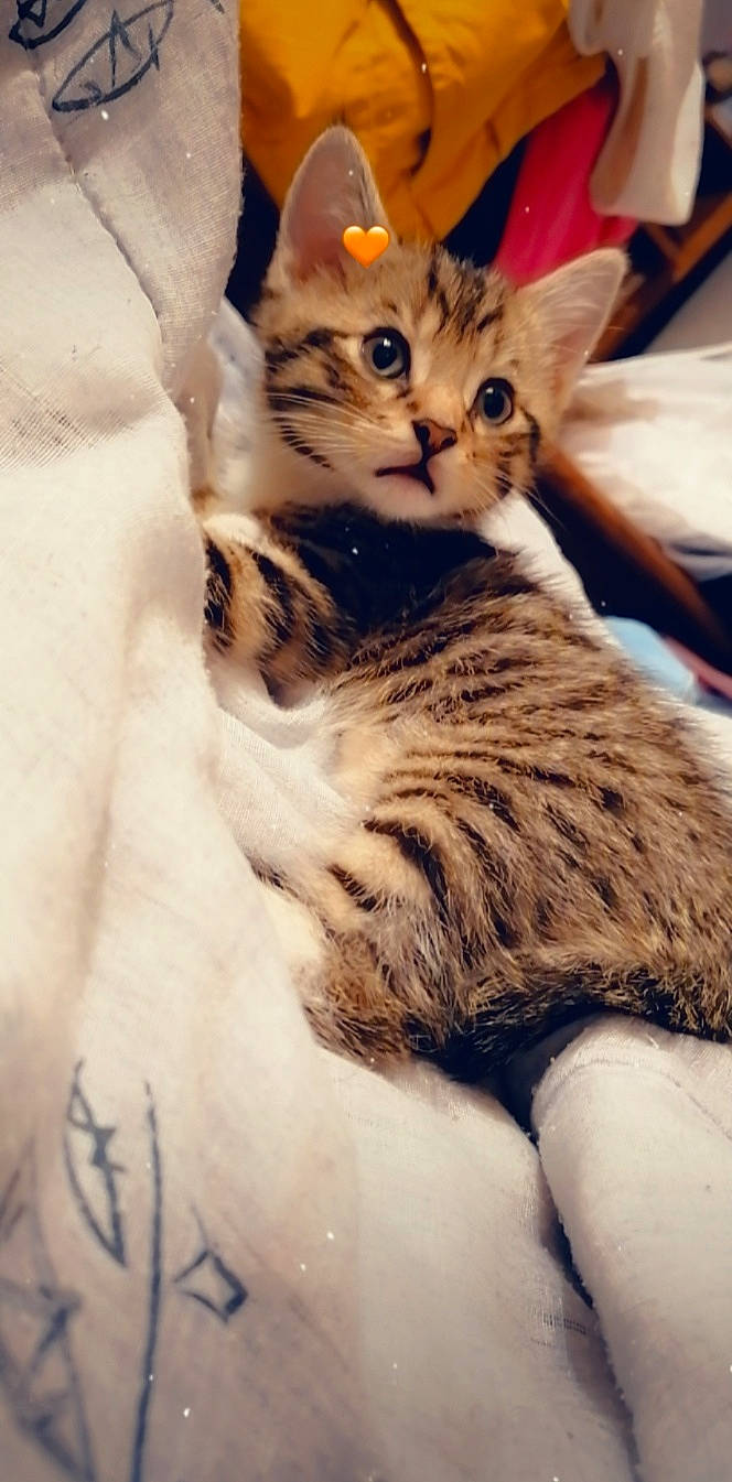 Simba a rejoint le concours — aidez-le/la à gagner de superbes lots ! aegean_cat, american_shorthair, american_wirehair, arabian_mau, asian, california_spangled, carnivore, cat, domestic_short_haired_cat, dragon_li, egyptian_mau, european_shorthair, felidae, fur, kitten, mammal, small_to_medium_sized_cats, tabby_cat, vertebrate, whiskers