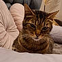 animal, bed, cat, couch, cozy, cute, domestic, ears, face, fur, furniture, home, indoor, pet, pillow, relaxed, resting, soft, tabby, whiskers