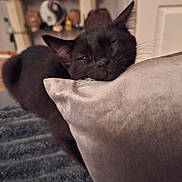 Shadow participe au concours pour gagner de l'argent avec cette photo : cat, black_cat, resting, pillow, cozy, indoor, pet, fur, relaxed, closeup, home, furniture, sleepy, animal, whiskers, soft, comfort, face, ear, blurred_background