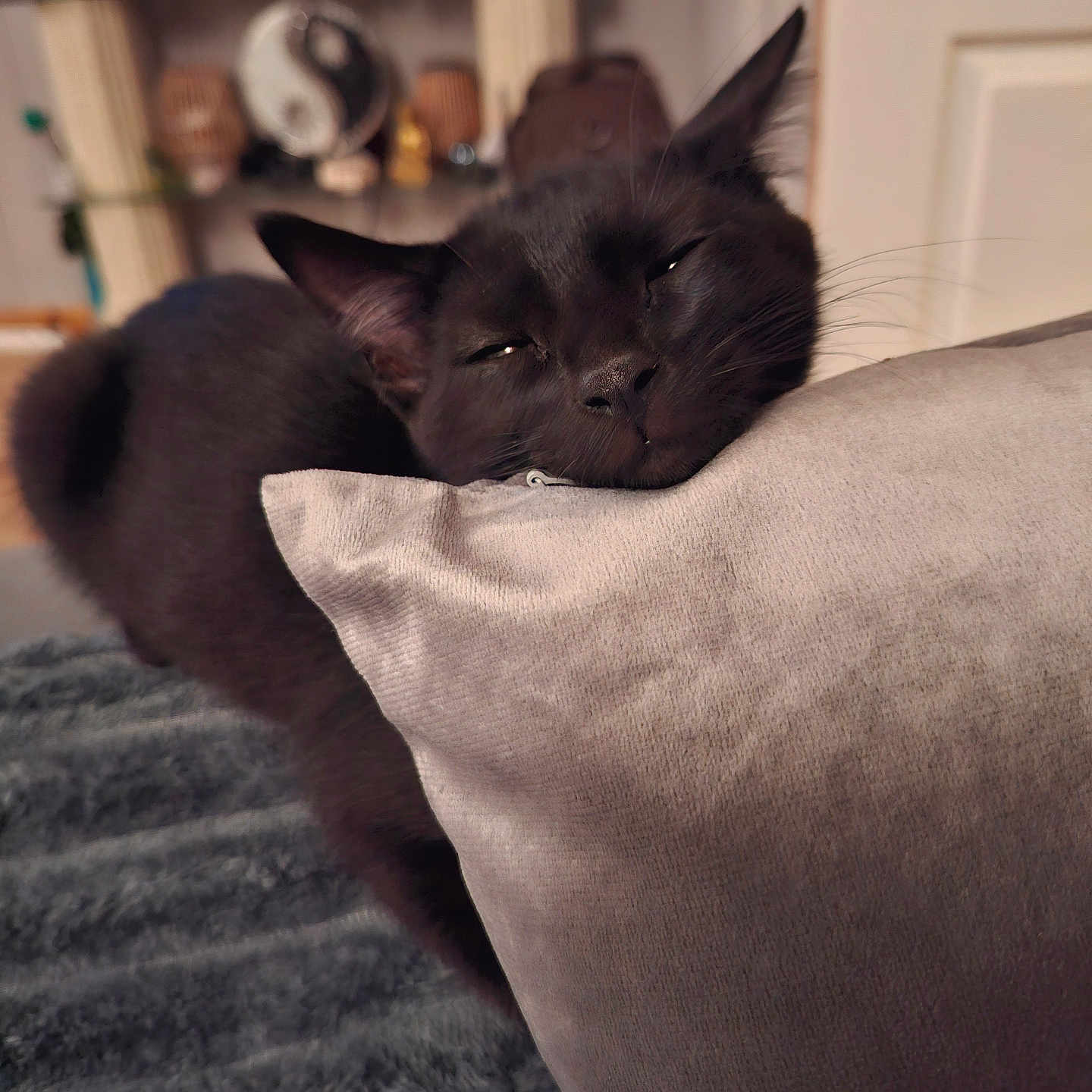 Shadow participe au concours pour gagner de l'argent avec cette photo : animal, black_cat, blurred_background, cat, closeup, comfort, cozy, ear, face, fur, furniture, home, indoor, pet, pillow, relaxed, resting, sleepy, soft, whiskers