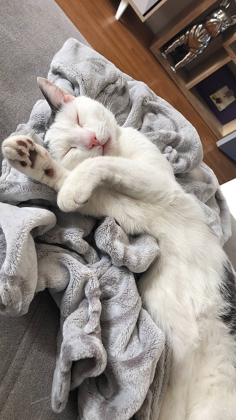 Oslo participe au concours pour gagner de l'argent avec cette photo : american_shorthair, asian, british_shorthair, burmilla, carnivore, cat, claw, felidae, fur, kitten, nap, nose, paw, polydactyl_cat, ragdoll, scottish_fold, sleep, small_to_medium_sized_cats, turkish_angora, whiskers